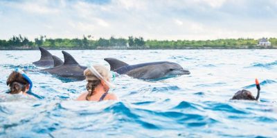 dolfin tour zanzibar - Spark & Paradise